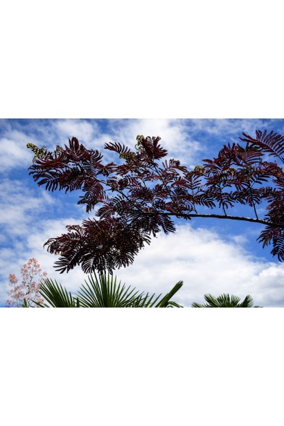 Albizia julibrissin Summer Chocolate 